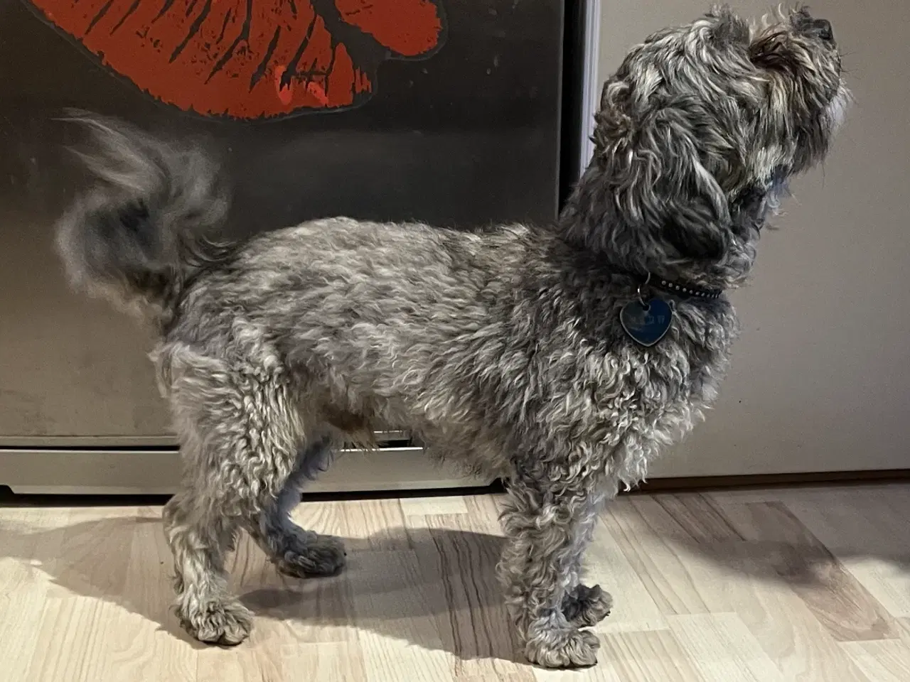 Billede 5 - 3 søde tæver. Små blandinger