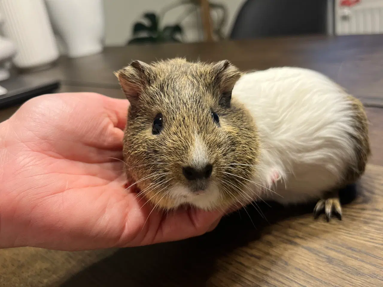 Billede 3 - Marsvin