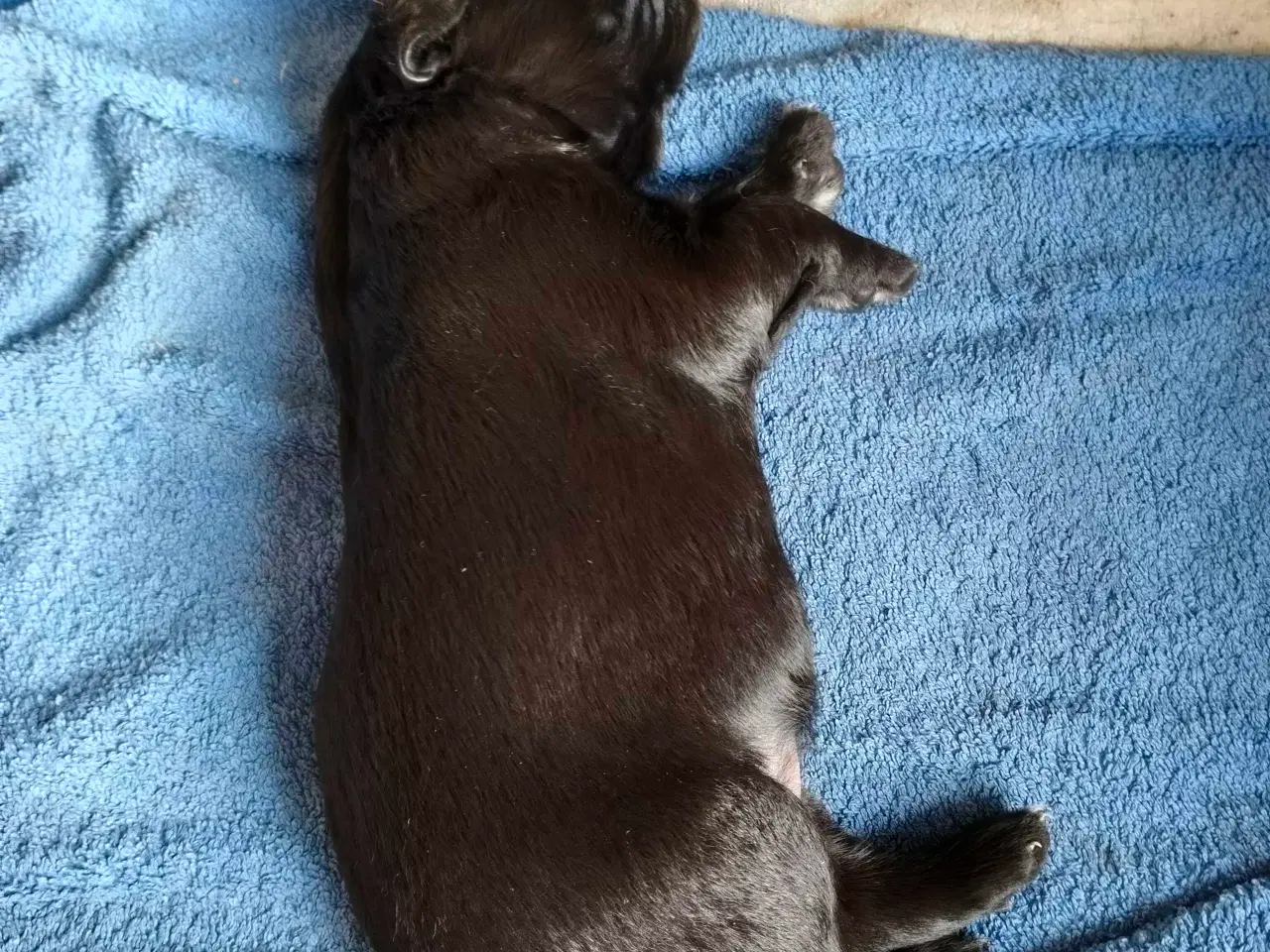 Billede 4 - Hvalpe fra den mest rolige familie hund