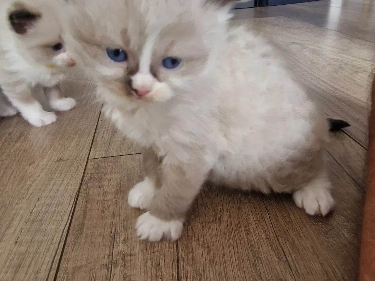 Billede 9 - De Skønneste Ragdoll Killinger Søger Kærlige Hjem