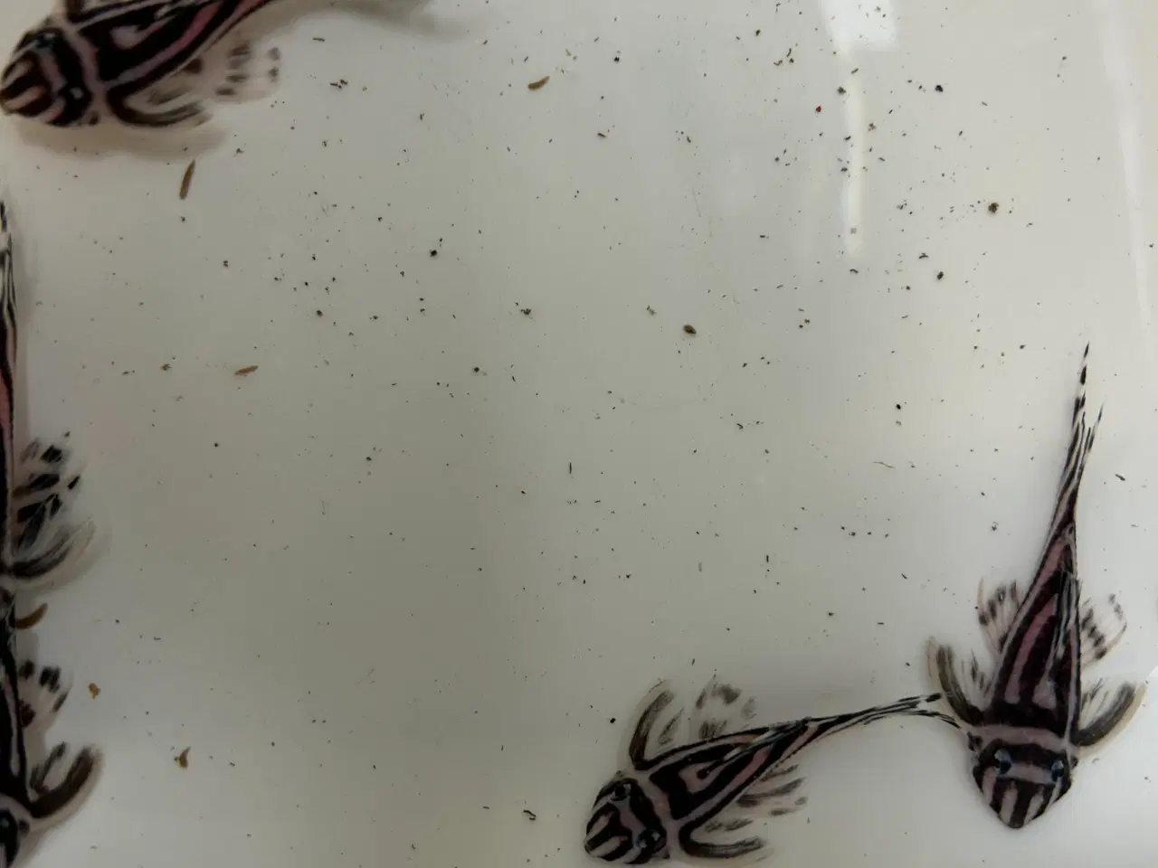 Billede 4 - L46 Hypancistrus Zebra
