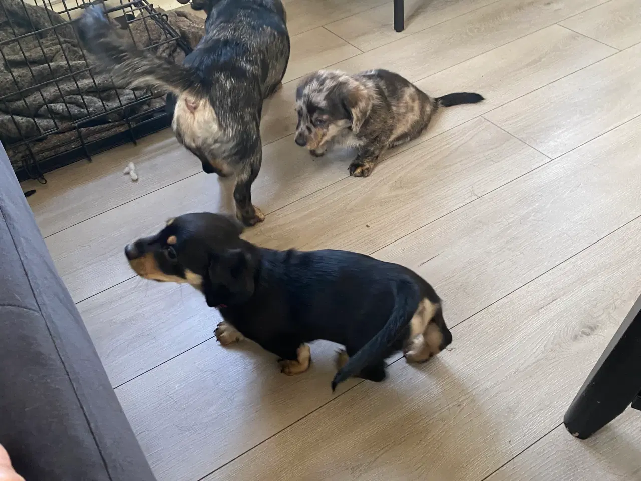 Billede 11 - Merle gravhunde mix standart