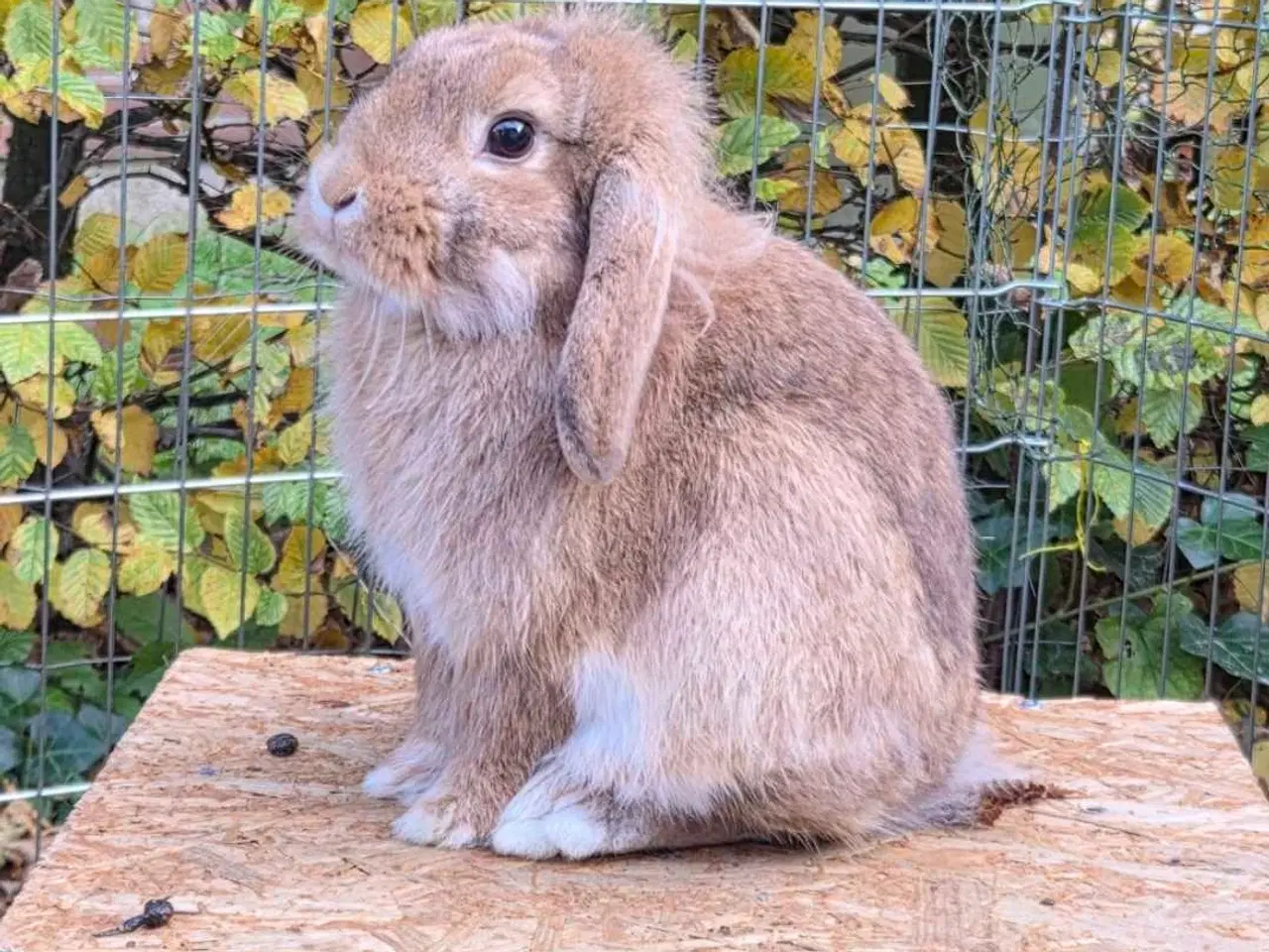 Billede 2 - Skøn og tam løvevædder hun