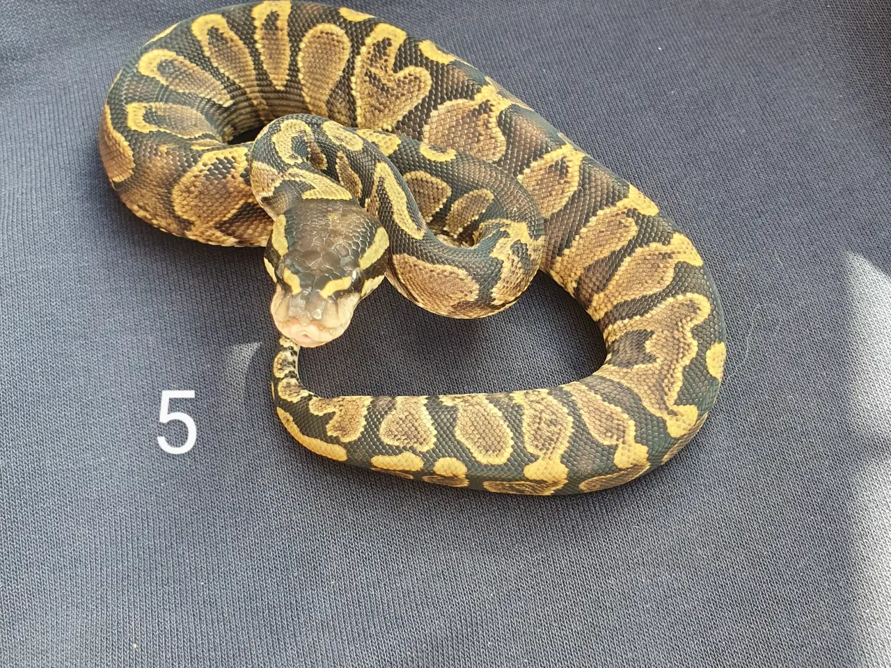 Billede 5 - Kongepython morfer 2025