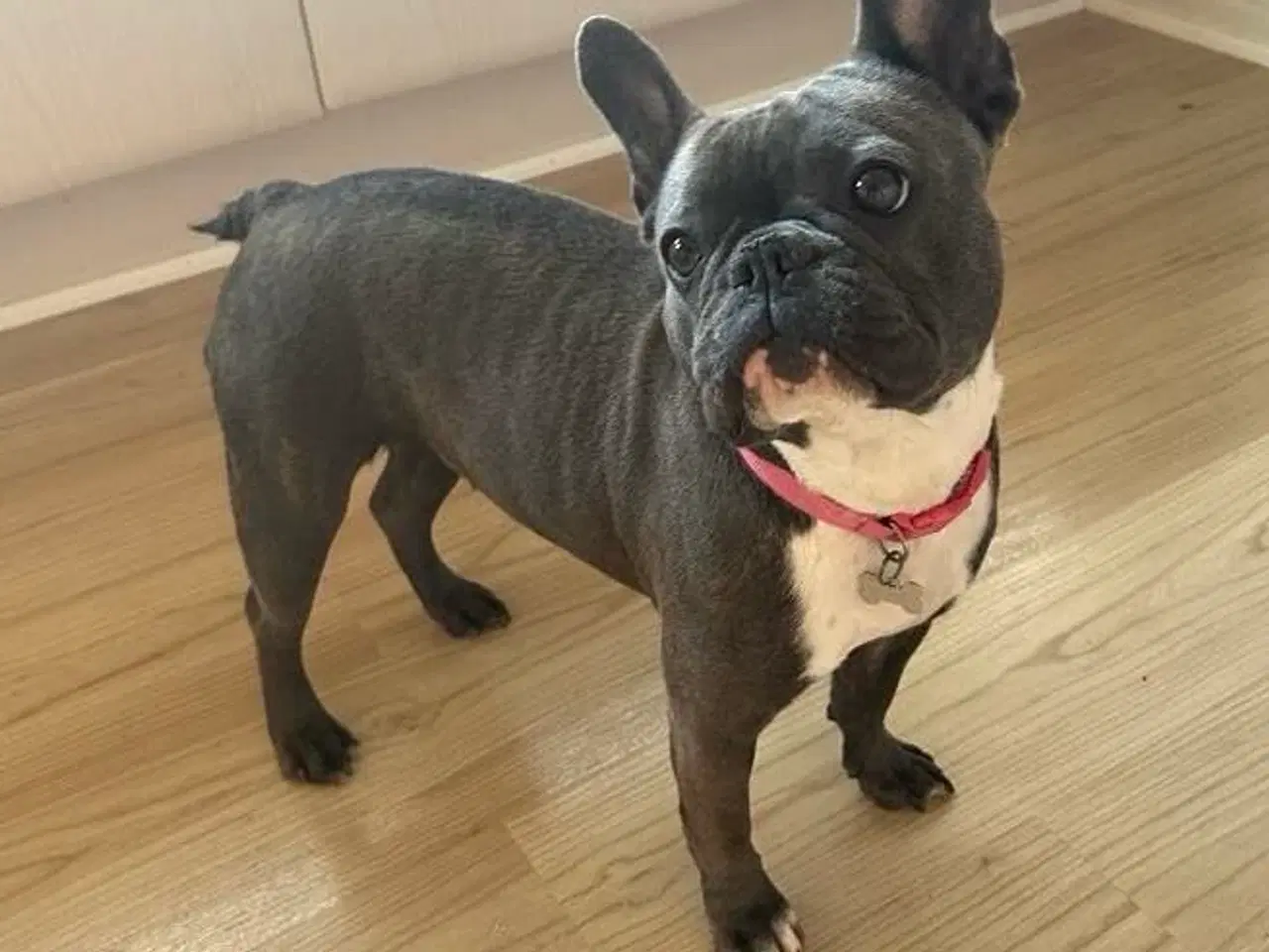 Billede 3 - Fransk bulldog hvalp