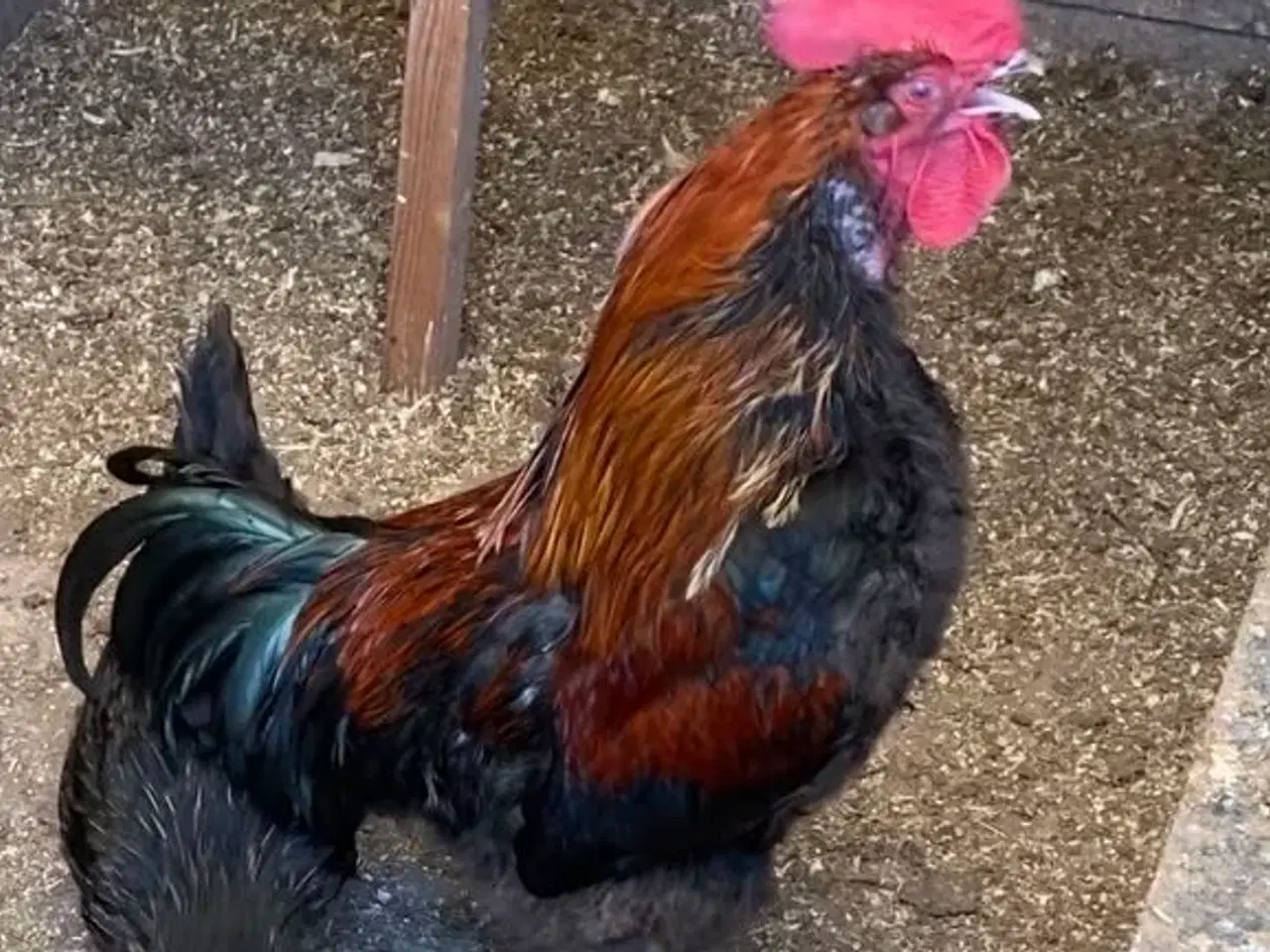 Billede 1 - Brahma Hane sort/guld