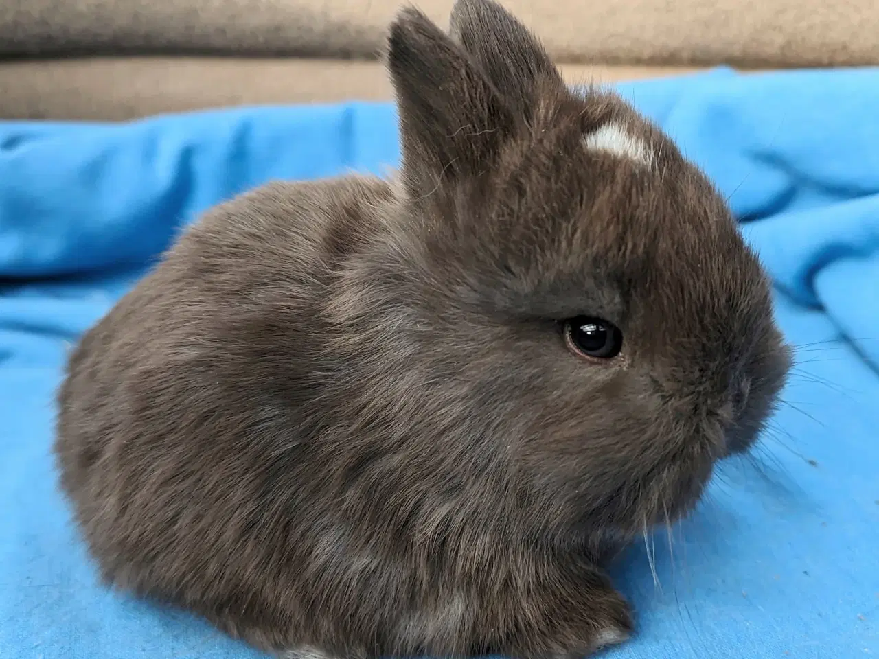 Billede 2 - Hermelin kaninunge sælges