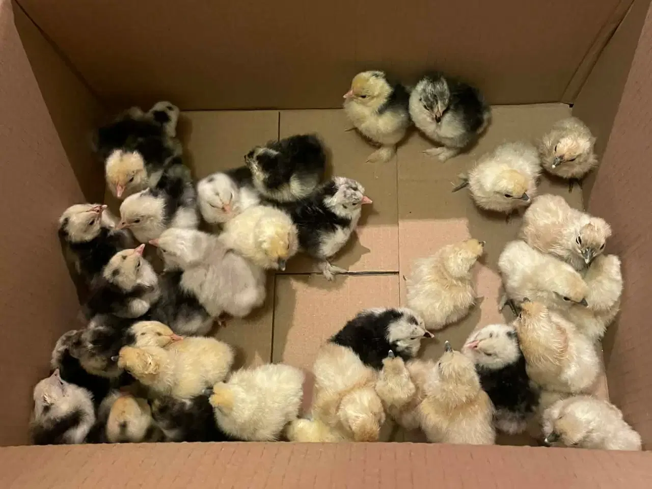 Billede 1 - Dværg kyllinger