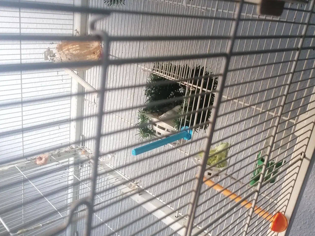 Billede 4 - Hvide og gule kanariefugle fra 2025