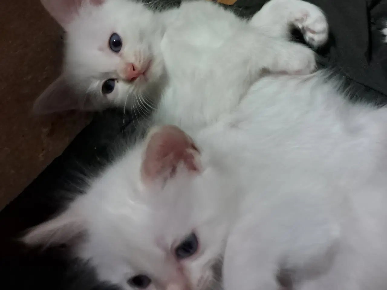 Billede 2 - Hellig birma/ Ragdoll 