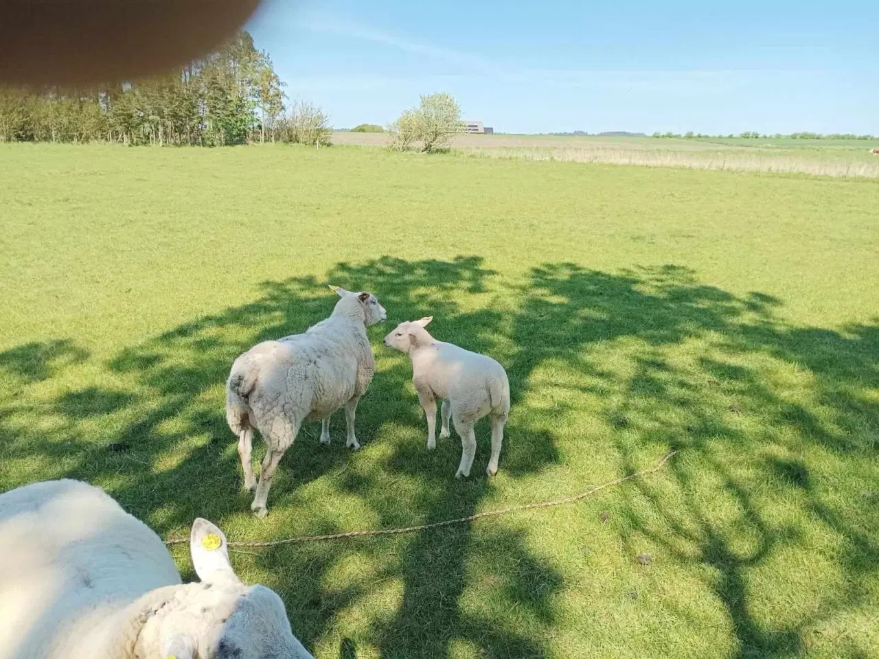 Billede 1 - Texel får med gimmerlam