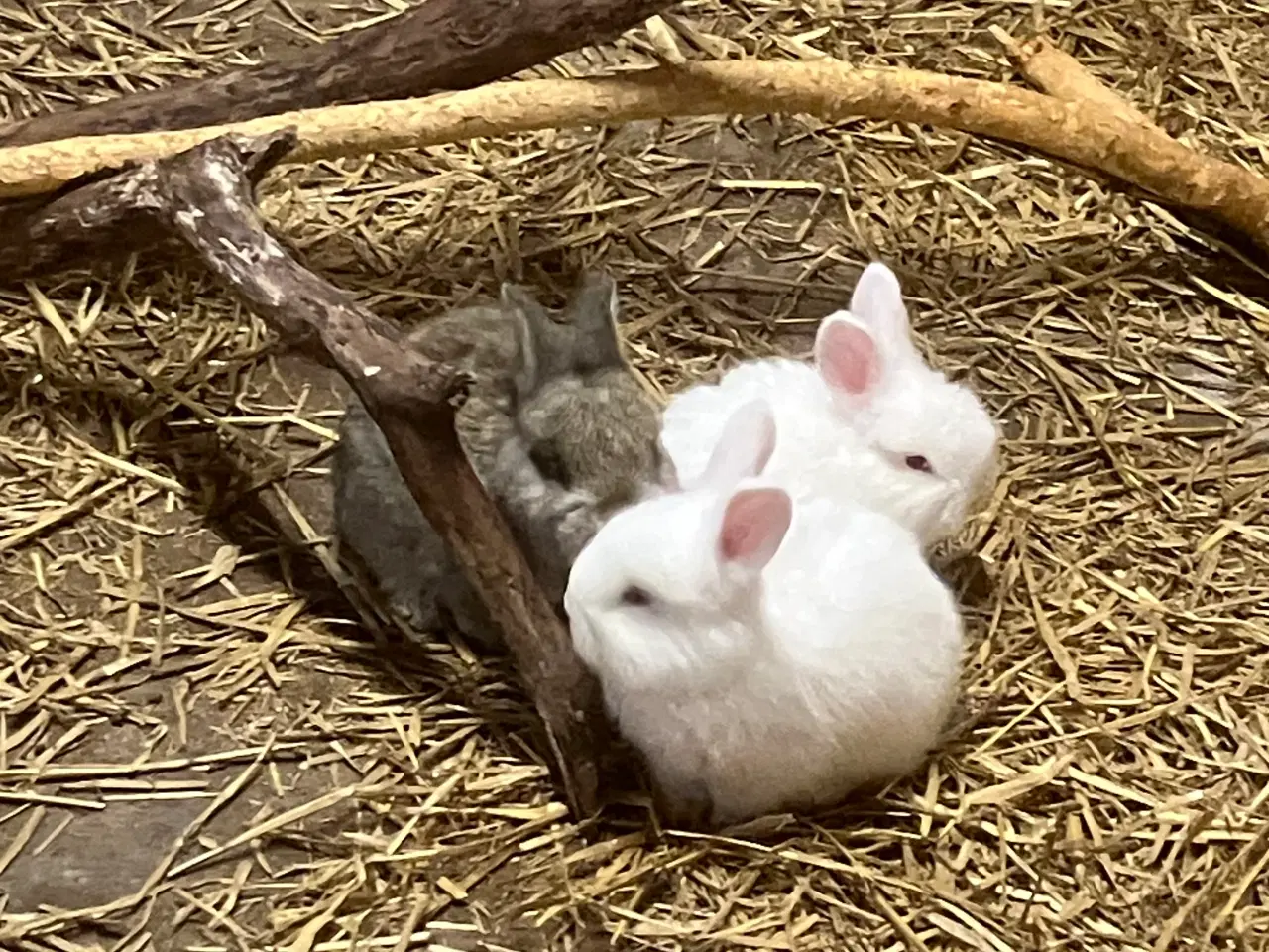 Billede 2 - Angorakanin unger