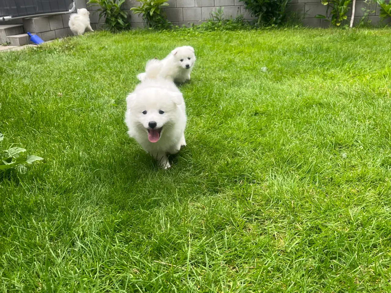 Billede 12 - Hunde hvalpe - Japansk spids