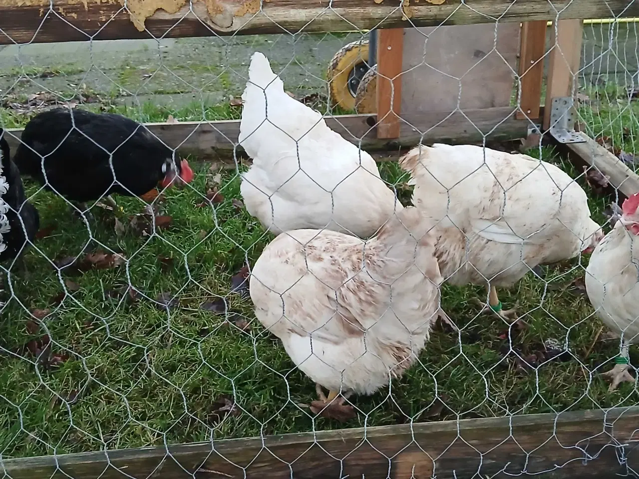 Billede 2 - Kyllinghøns til salg 