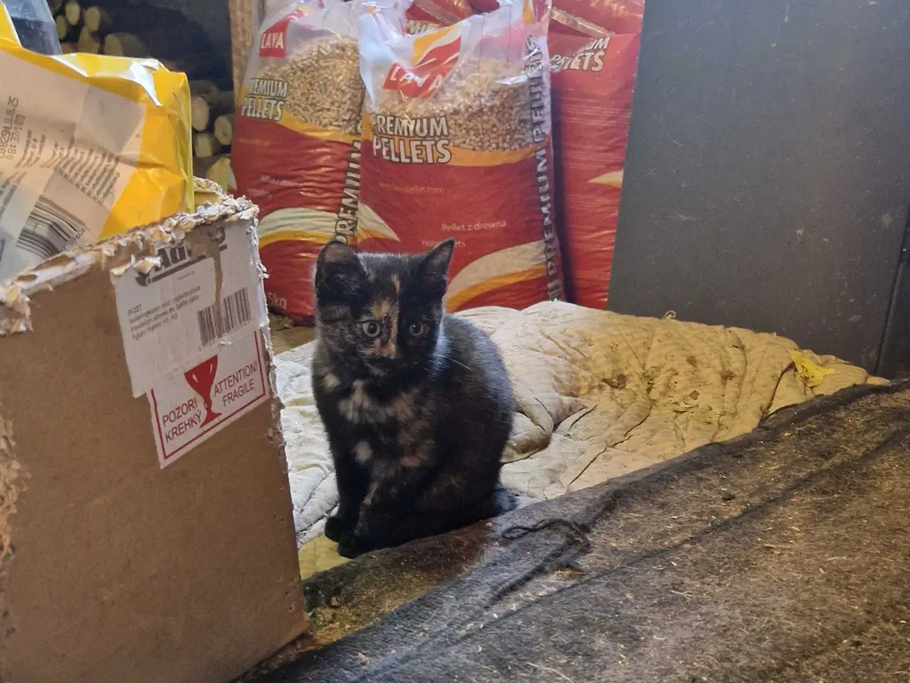 Billede 3 - Smukke killinger 