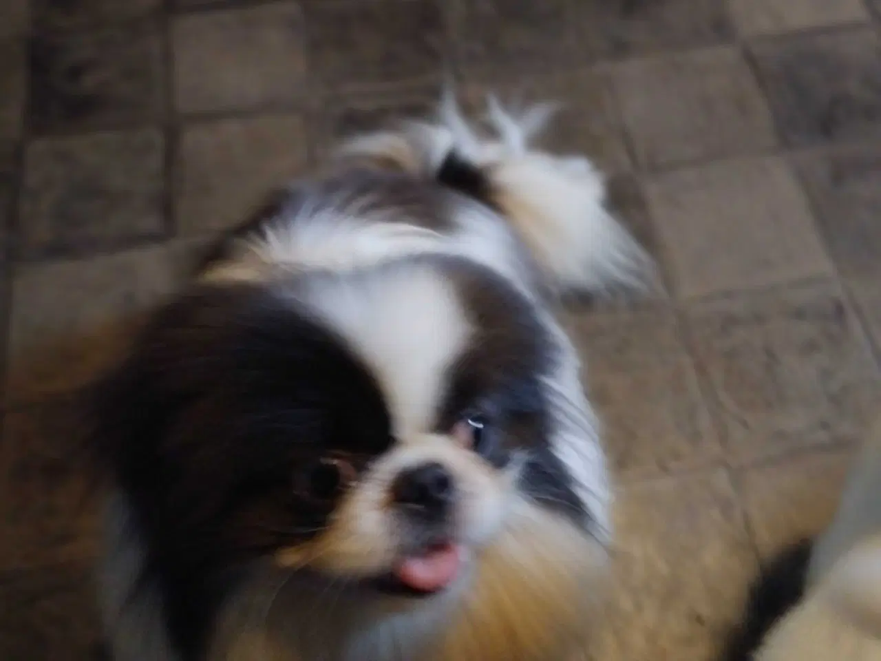 Billede 6 - Blå og hvid pekingeser han sælges