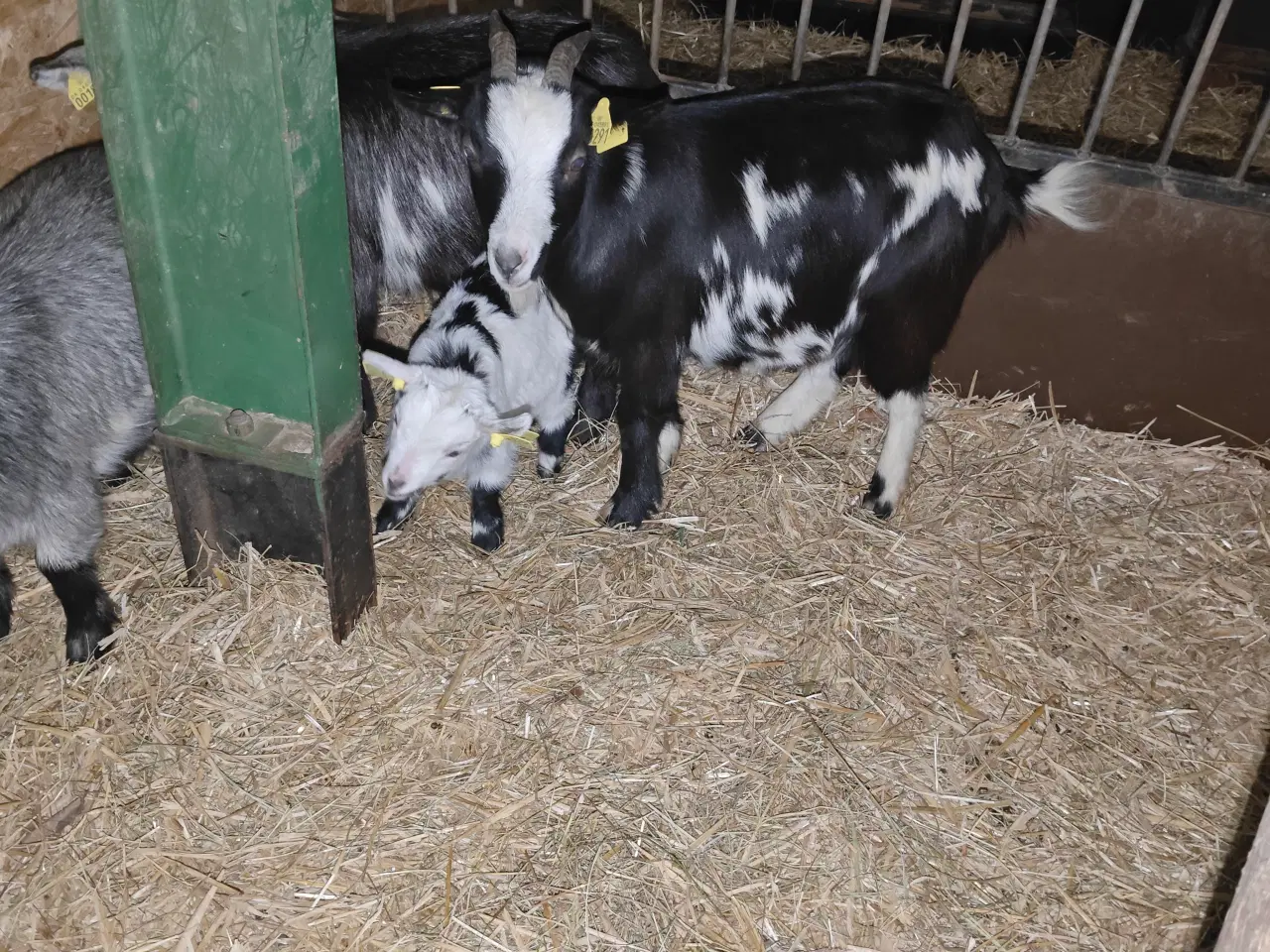 Billede 1 - Dværgedog gimmerkid kid