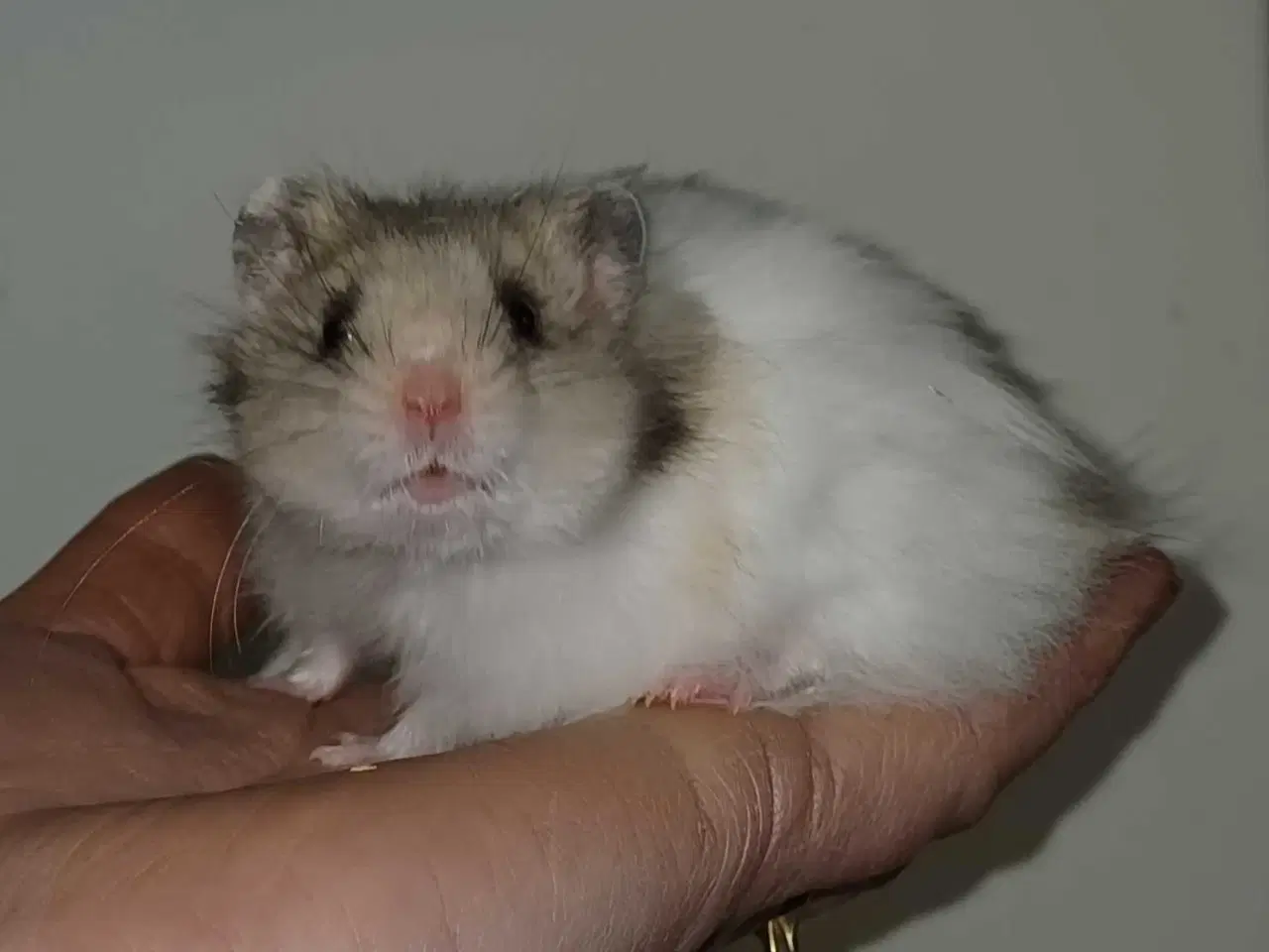 Billede 5 - Guldhamster unger