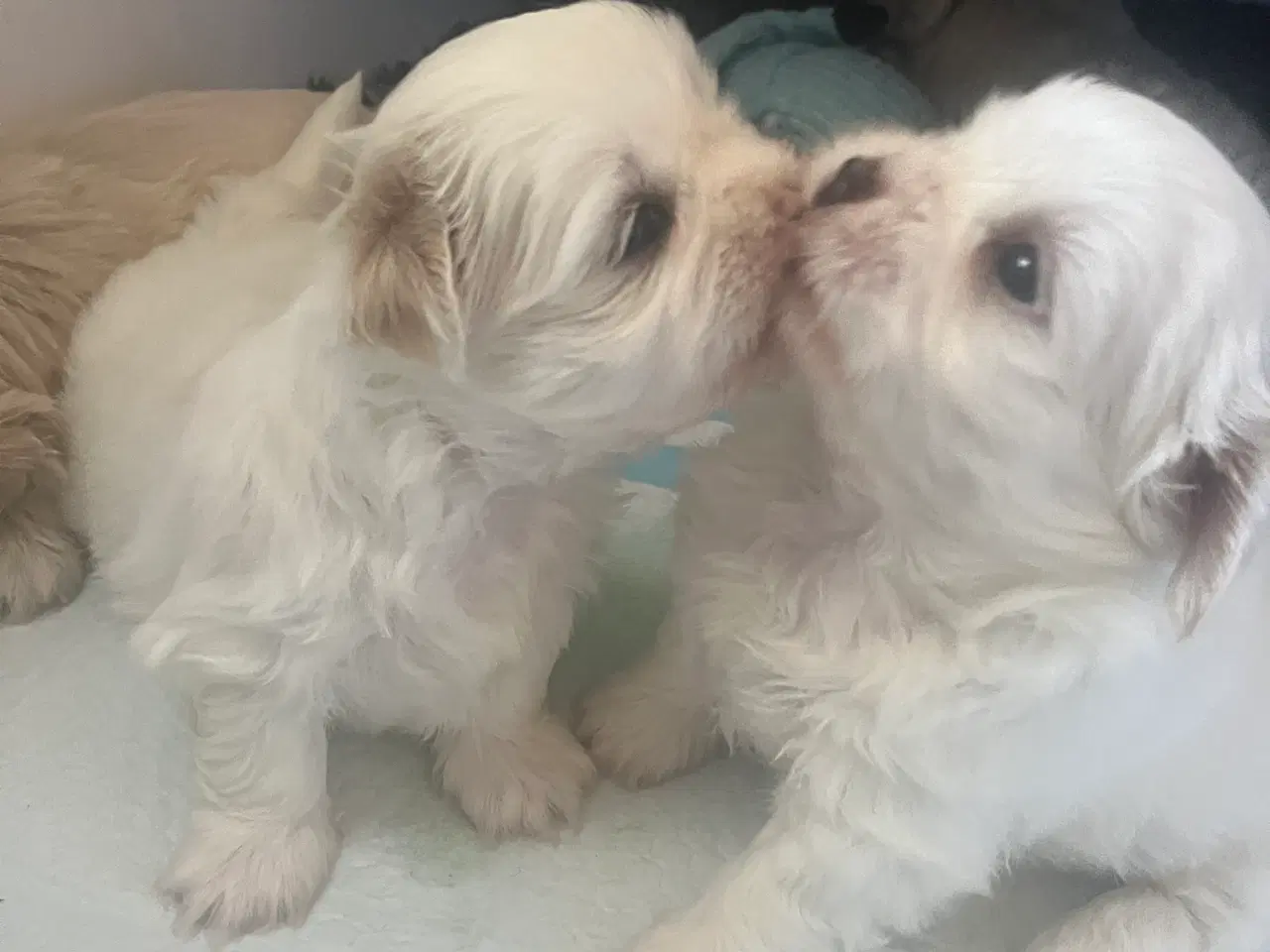 Billede 9 - Shih tzu hvalpe
