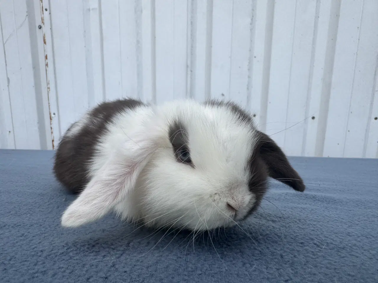 Billede 1 - Mini lop hankanin
