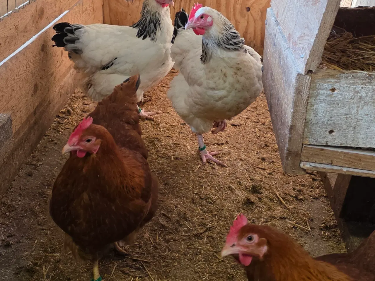 Billede 2 - Høns