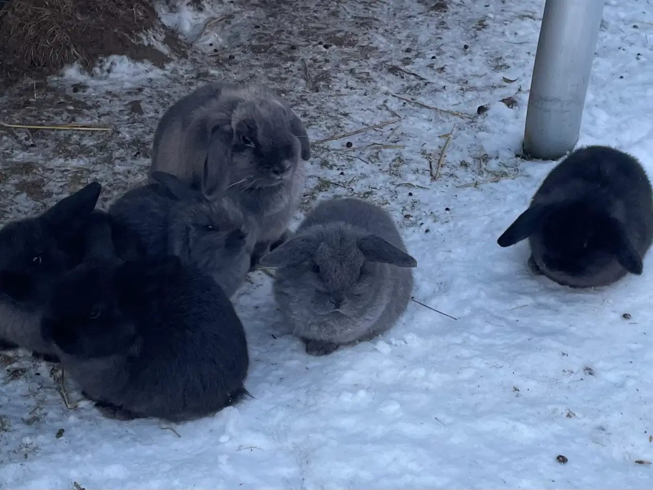 Billede 10 - Mini Lop - Kaniner 