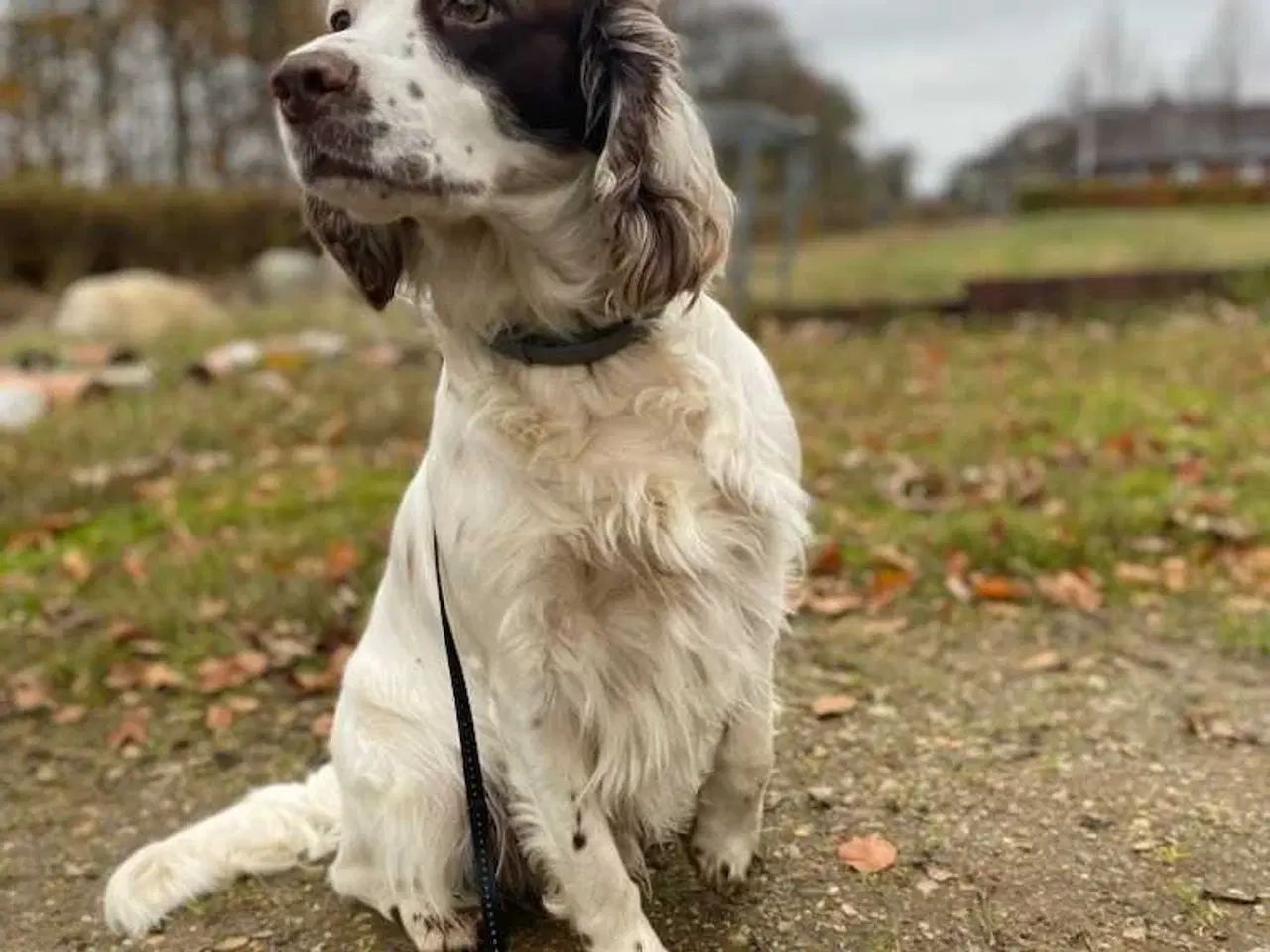 Billede 10 - FT cocker spaniel 