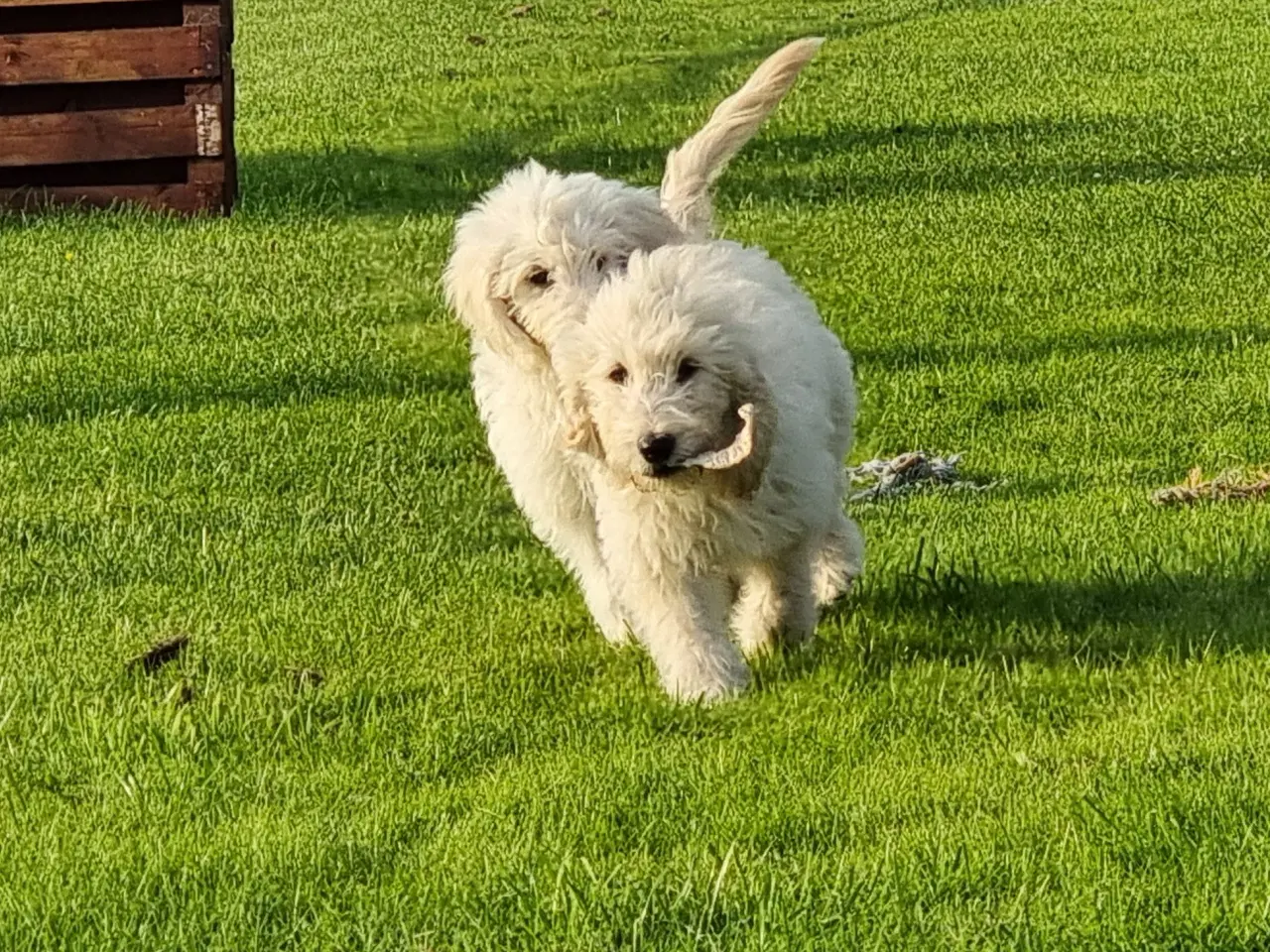 Billede 3 - skønheder Golden doodle hvalpe