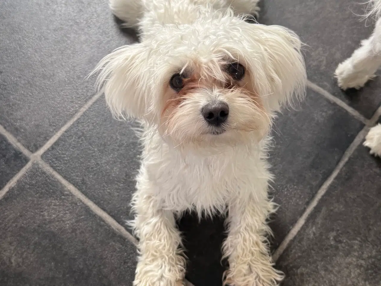 Billede 9 - Tre hvalpe Maltese 2 måned