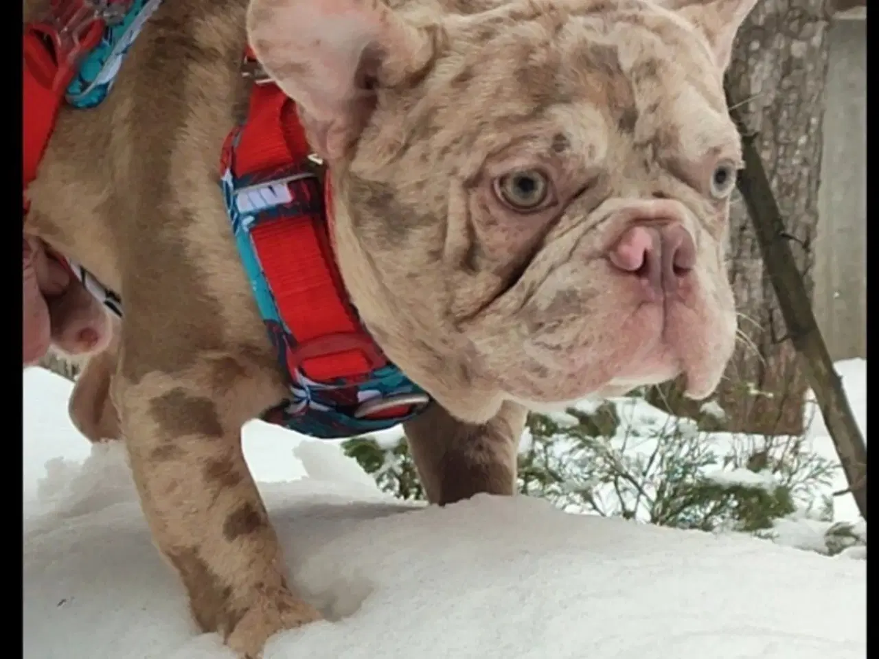 Billede 4 - Fransk bulldog