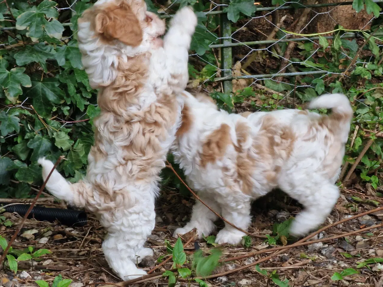 Billede 2 - Cavapoo hvalpe