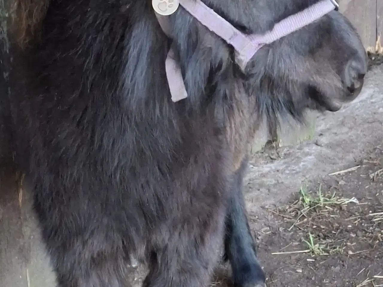 Billede 1 - Lækker miniature hoppeføl