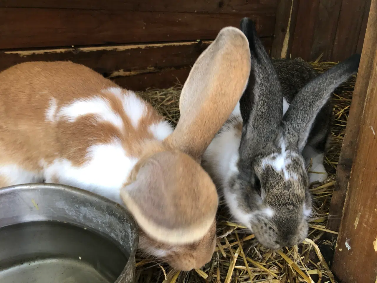 Billede 5 - 2 hankanin 1/2 belgisk kæmpe