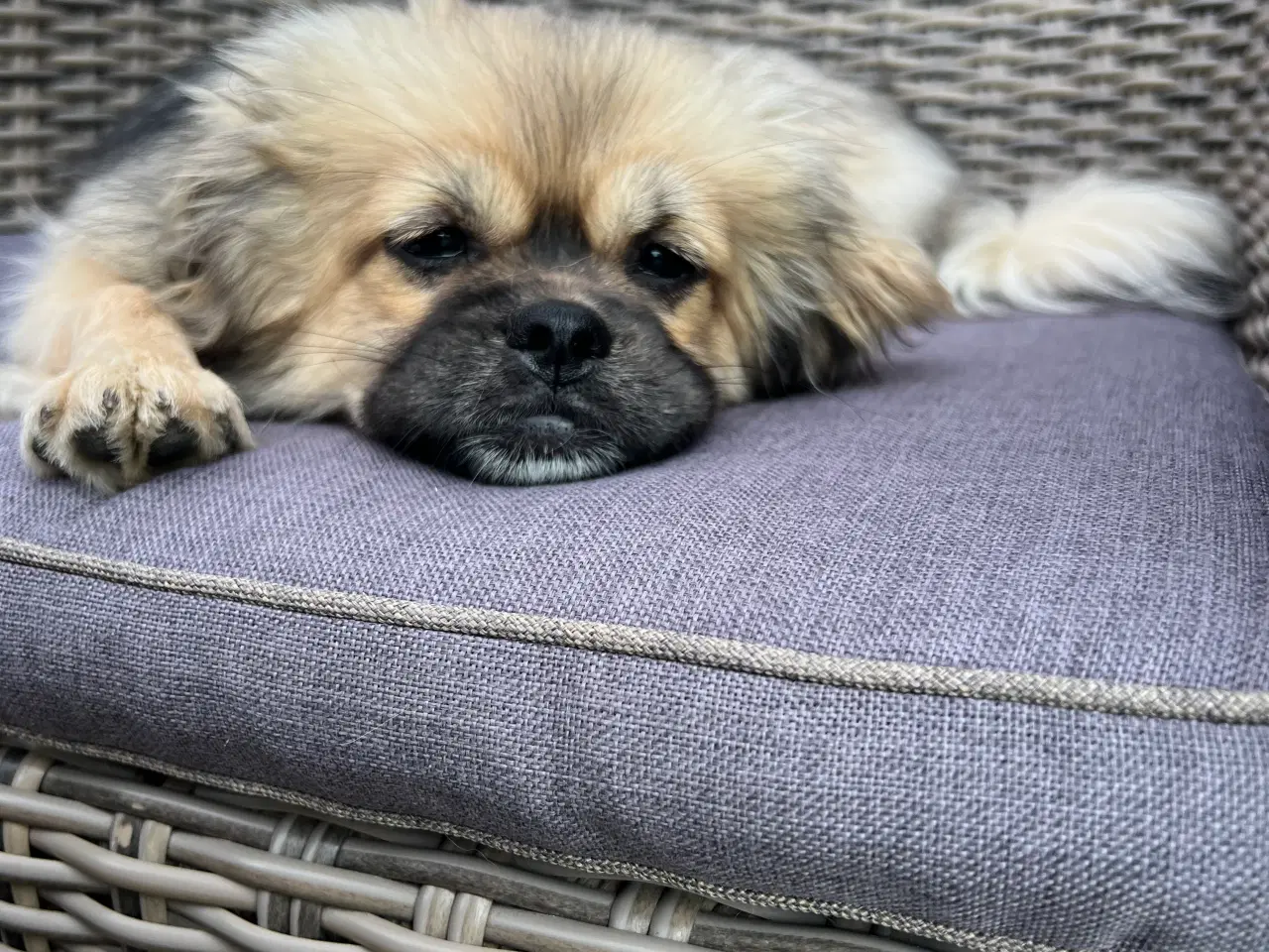 Billede 4 - Tibetansk Spaniel