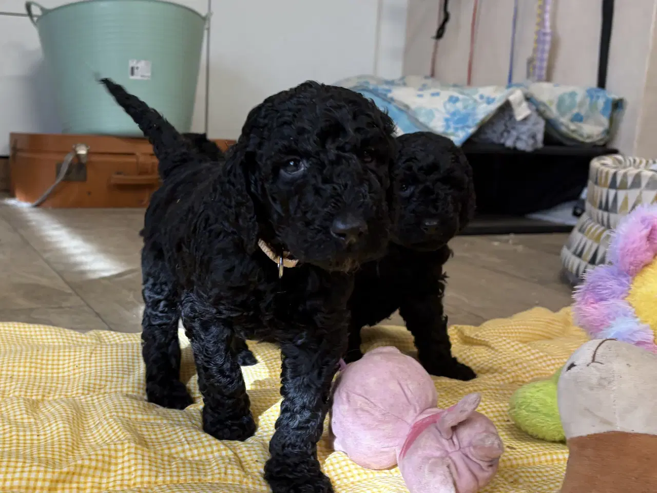 Billede 15 - Ægte mellem/ stor puddel babyer 