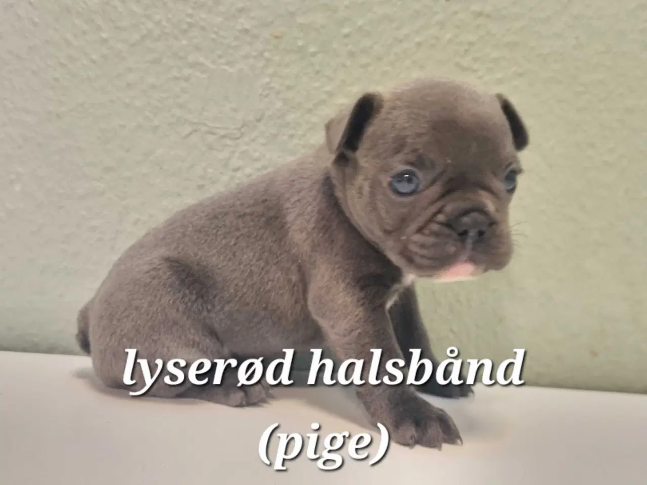 Billede 1 - Fransk bulldog hvalpe 