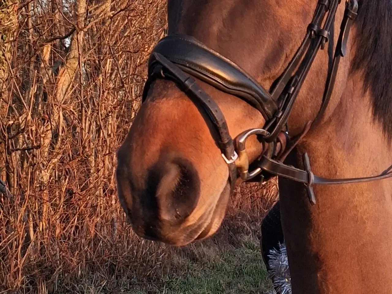 Billede 1 - NF "pony"