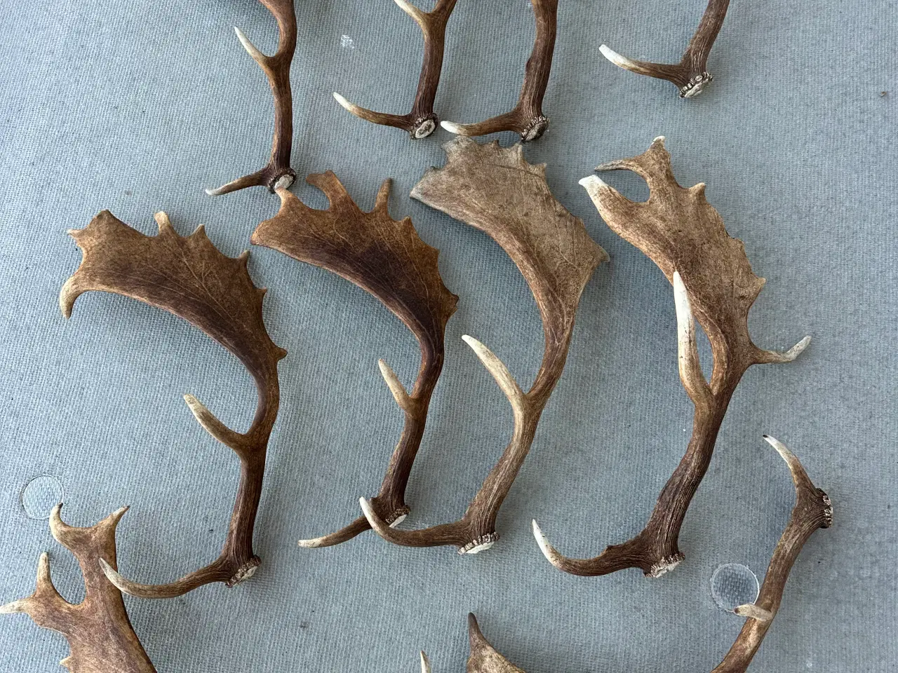 Billede 2 - Flotte kastestænger fra dåhjorte sælges