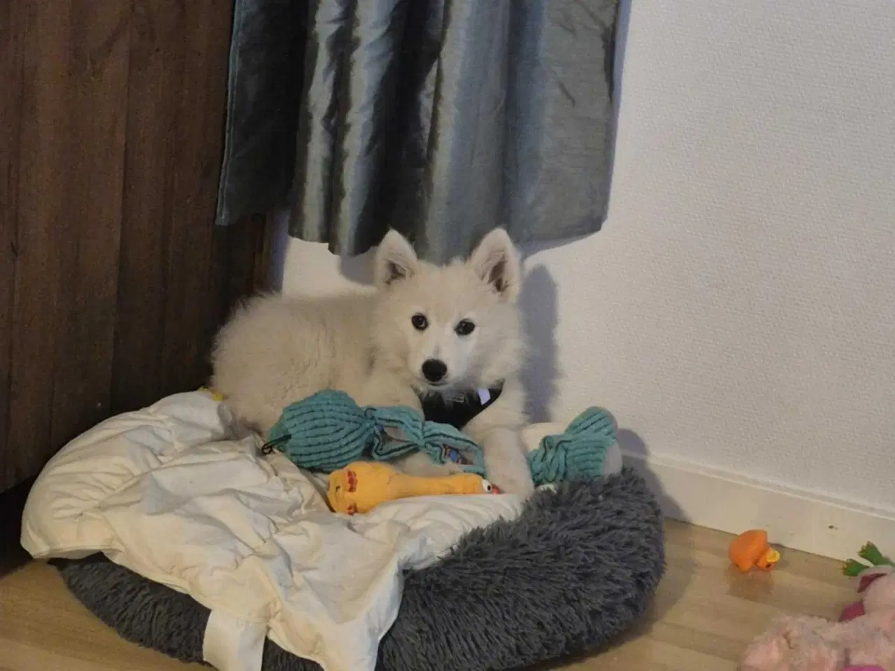 Billede 4 - Samojed/japansk spids blanding 