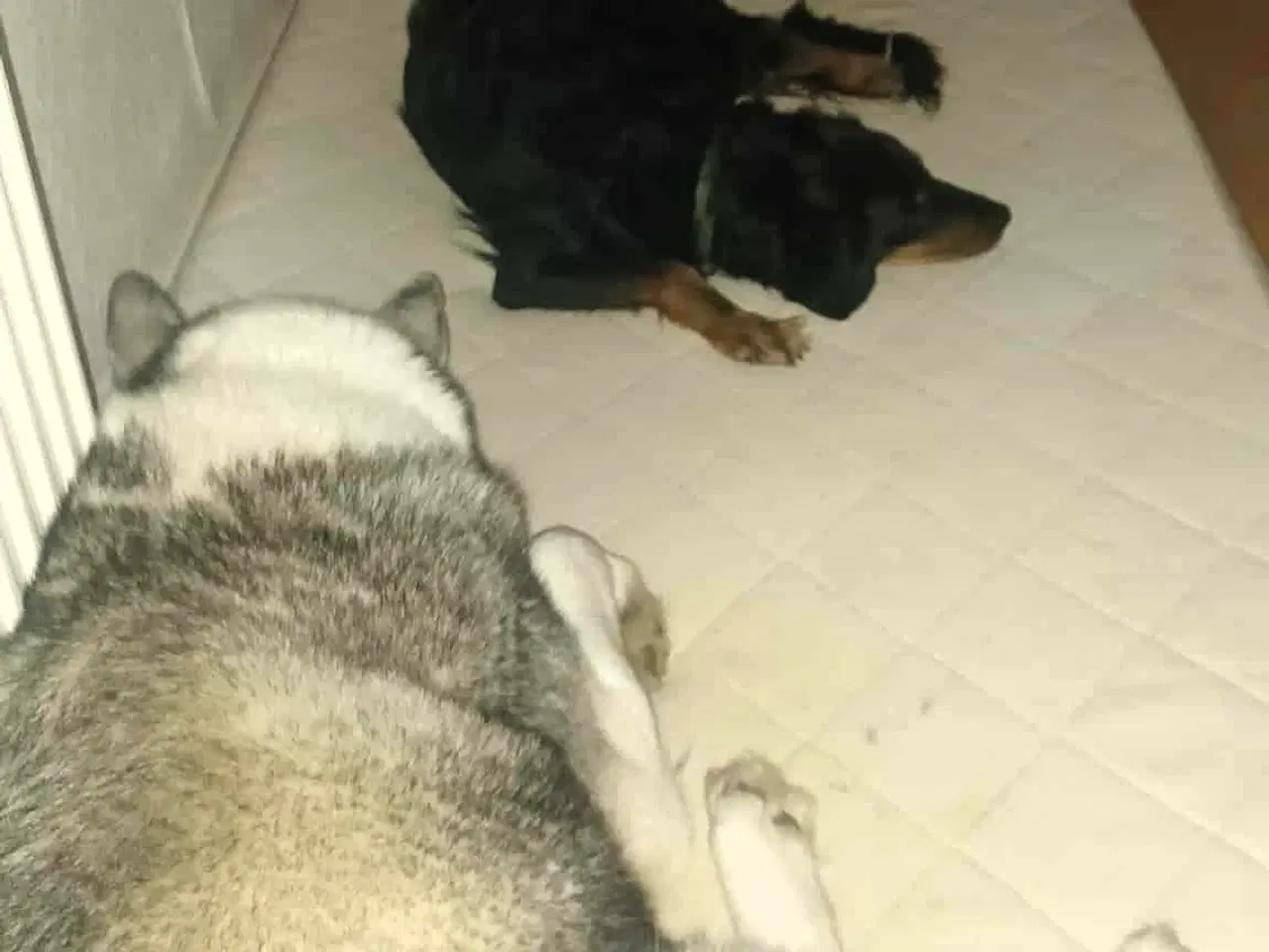 Billede 11 - Smukke milde kærlige Ozzy