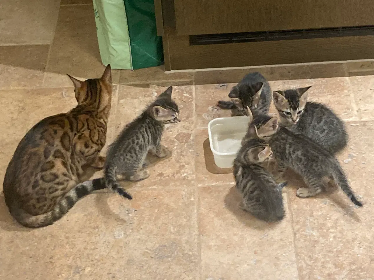 Billede 4 - Bengal blandingskilling