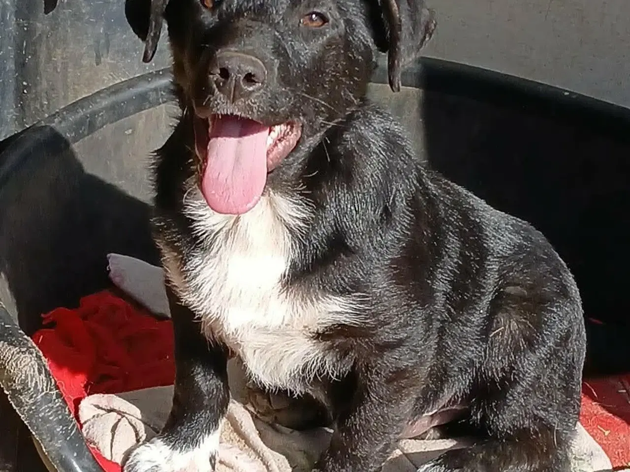 Billede 1 - Lille Per ønsker sig et hjem 