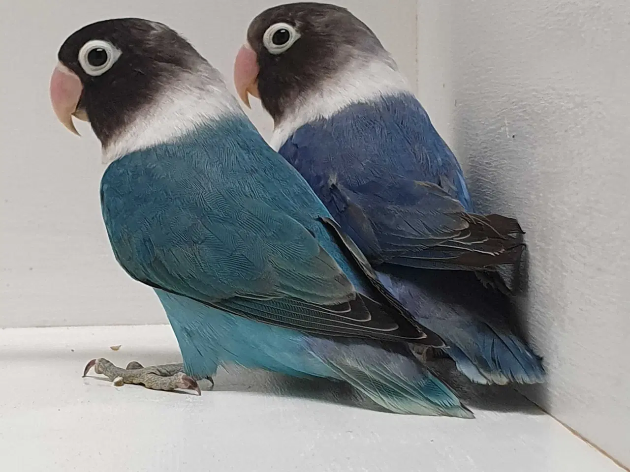 Billede 6 - Sorthovedet Dværgpapegøjepar 