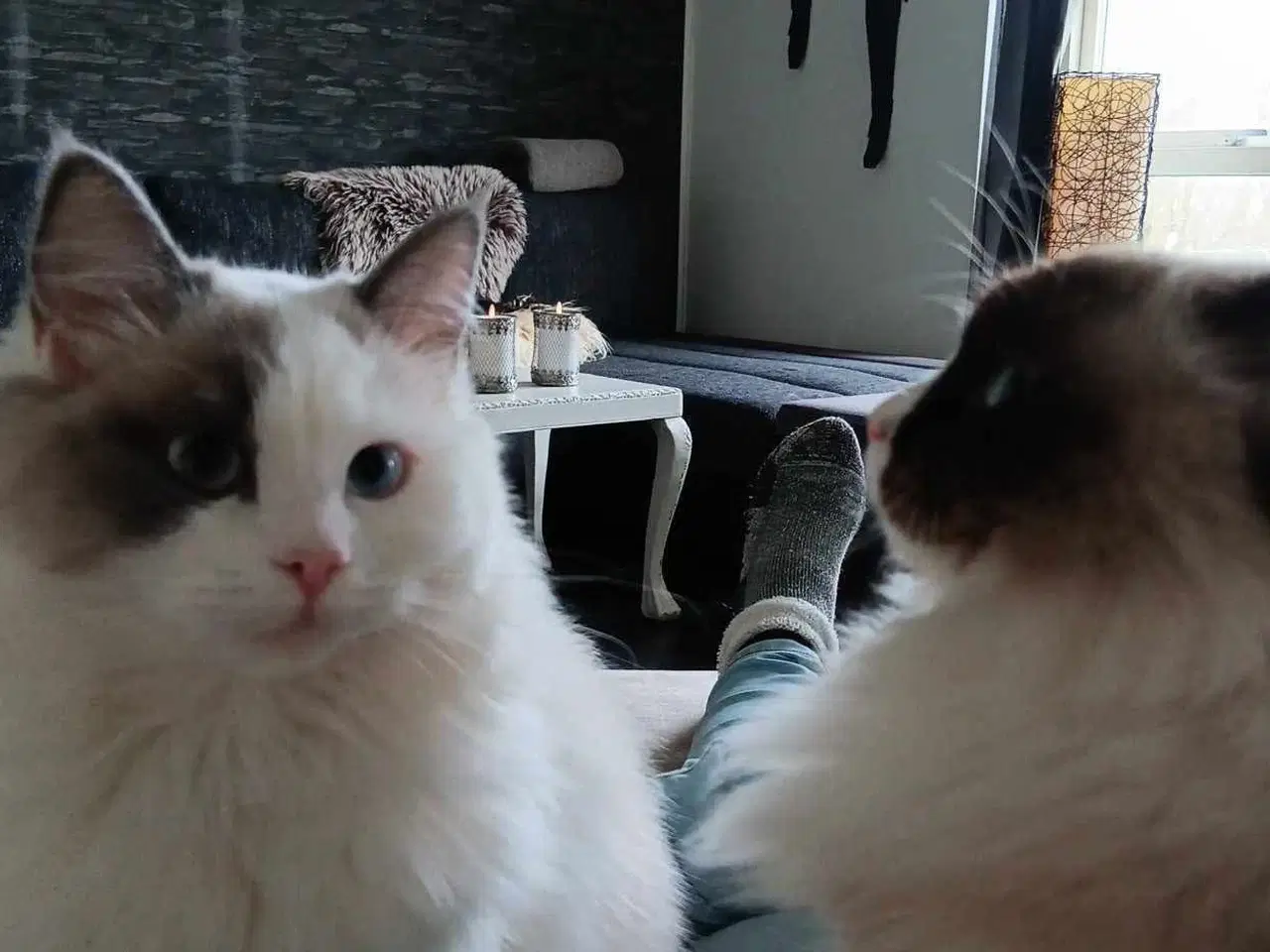 Billede 5 - Ragdoll pige søger det bedste hjem