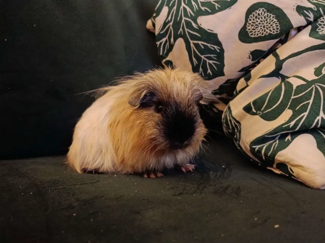 Billede 2 - Han marsvin til salg ( kan godt forhandle med pris