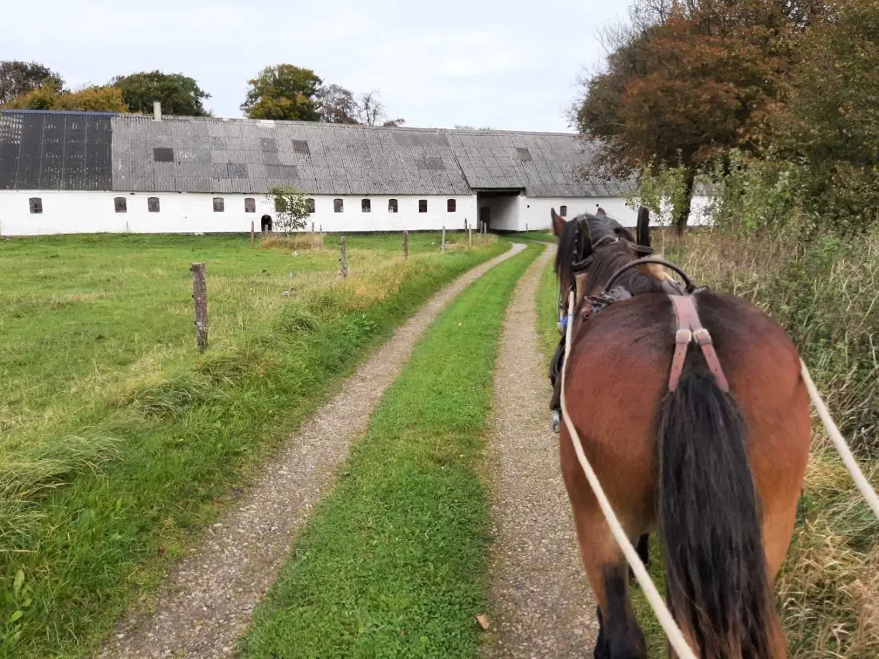 Billede 9 - Nordsvensk hoppe sælges 