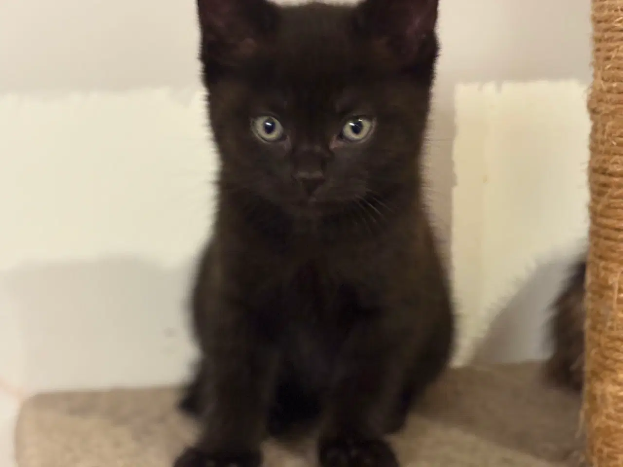 Billede 8 - Søde killinger søger nyt hjem