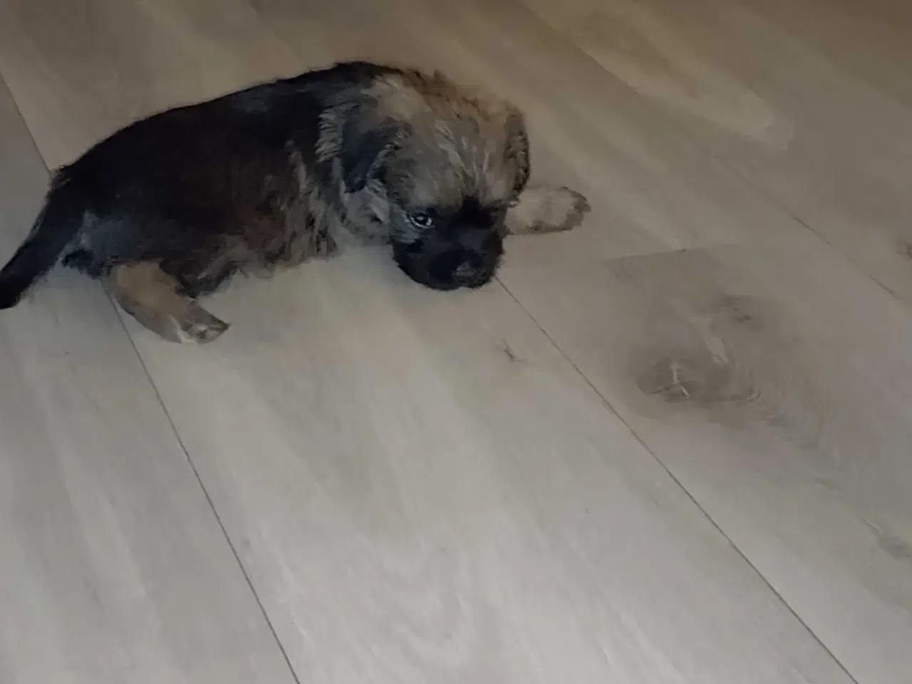 Billede 2 - Border Terrier hvalpe