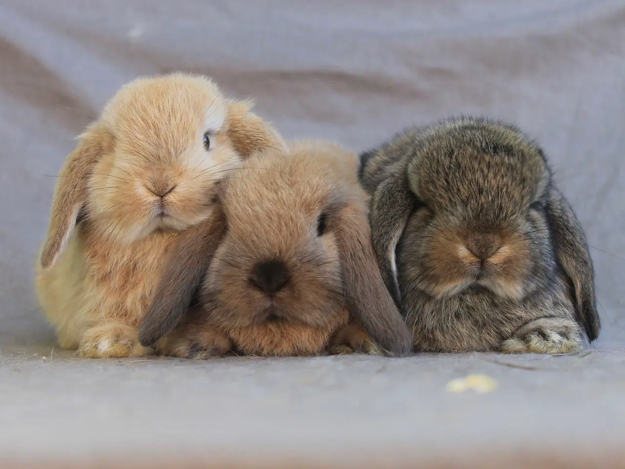 Billede 1 - Mini lops drenge