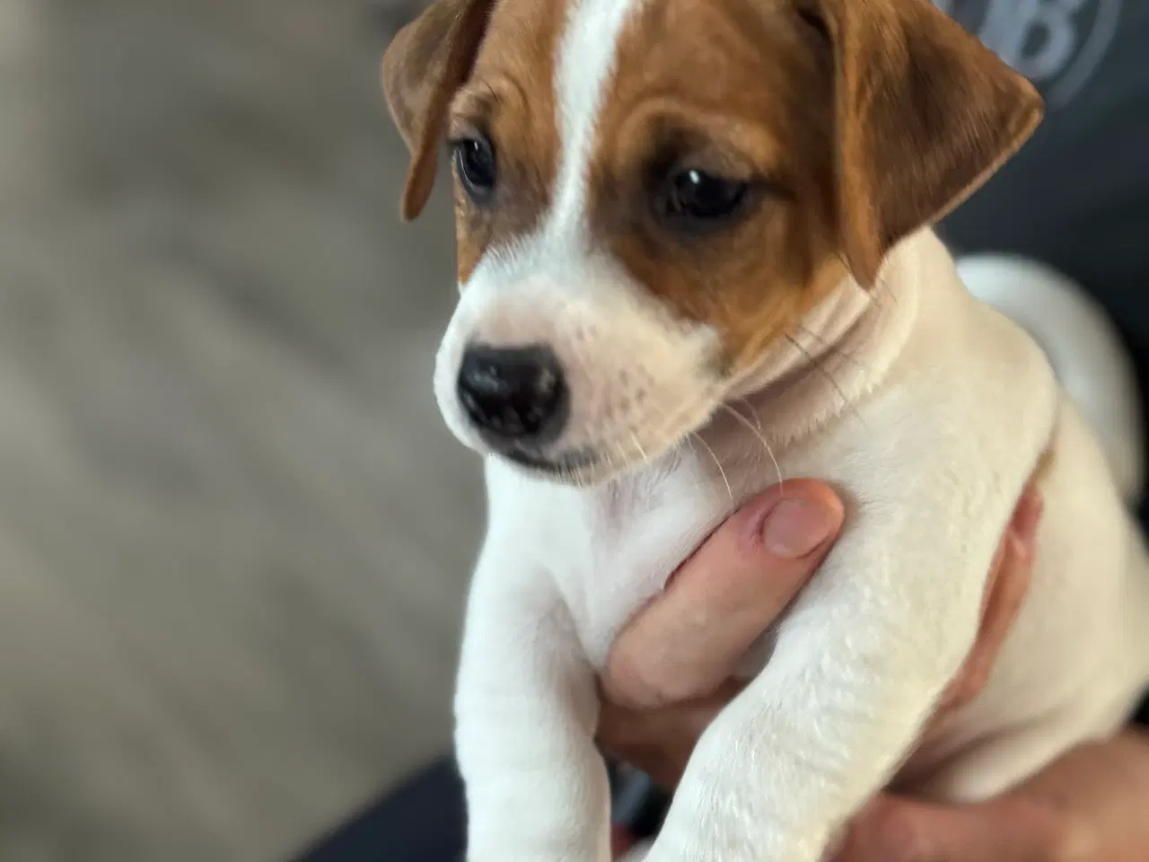 Billede 3 - Jack Russel hvalpe